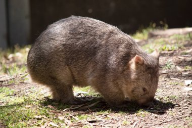 Yaygın Wombat 'ın parlak siyah bir burnu vardır, tıpkı bir köpek gibi. Kulakları nispeten küçük, üçgen ve biraz yuvarlaktır.