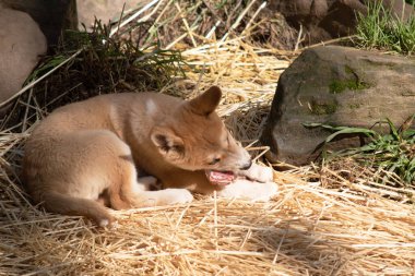 Dingoların genellikle zencefilli bir paltosu olur ve çoğunun ayaklarında, kuyruğunda ve göğsünde beyaz işaretler vardır..