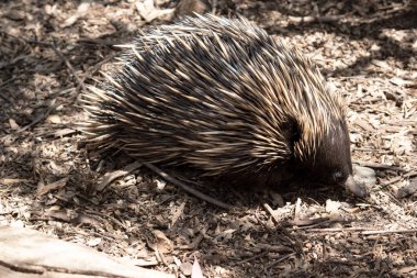 Kısa burunlu ekidnanın güçlü pençeli ayakları ve kahverengimsi bir vücudun üst kısmında dikenleri vardır.