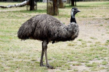 Emus 'lar koyu kahverengiden gri-kahverengi ve siyah uçlu ilkel tüylerle kaplıdır. Emu 'nun boynu mavimsi siyah ve tüysüz..