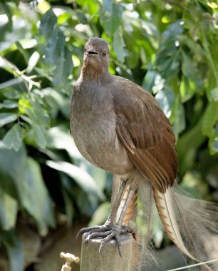 Lir kuşunun süslü bir kuyruğu vardır. Özel kıvrımlı tüyleri vardır. Lir şeklini alırlar..