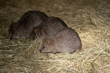 Quokka, kalın, kaba, gri-kahverengi tüylü ve hafif alt parçalı küçük bir valabidir. Burnu çıplak ve kulakları kısa..