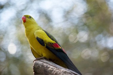 Dişi naip papağan açık yeşil renktedir. Sarı omuz bantları var ve küçük kırmızı bir bant kanat ortasından ve sarı alt kanatlardan geçiyor..