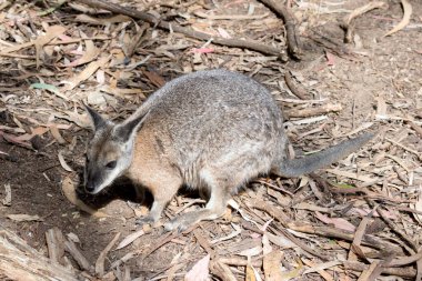 Tammar valabisinin bronzlaşmış kolları ve yüzünde beyaz bir çizgisi olan gri bir vücudu vardır. Siyah bir burnu ve uzun kirpikleri var.