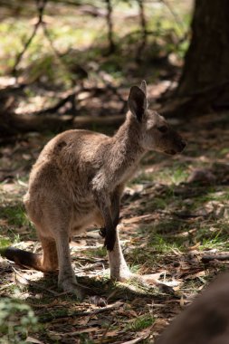 Joey Western Gri Kangurularının küçük bir kafası, büyük kulakları ve denge için uzun ve kalın bir kuyruğu vardır.