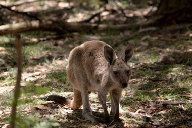 Joey Western Gri Kangurularının küçük bir kafası, büyük kulakları ve denge için uzun ve kalın bir kuyruğu vardır.