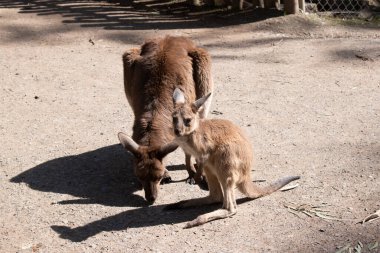 Batı grisi büyük, kaslı hayvanlardır. Gri-kahverengidir, kırmızımsı-kahverengidir. Küçük bir kafası, büyük kulakları ve denge için uzun ve kalın bir kuyruğu vardır..