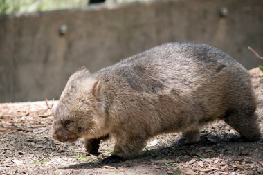 Wombat, yeraltına yuva yapan kahverengi ve gri bir keseli hayvandır.