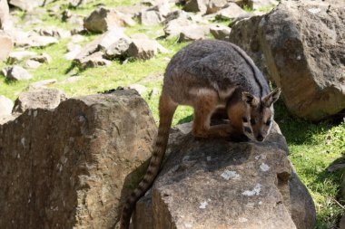 Sarı ayaklı kaya valabisi beyaz yanak çizgisi ve turuncu kulaklarıyla parlak renklidir..