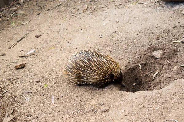 Kısa burunlu ekidnanın güçlü pençeli ayakları ve kahverengimsi bir vücudun üst kısmında dikenleri vardır.