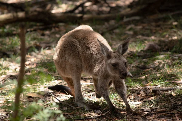 Joey Western Gri Kangurularının küçük bir kafası, büyük kulakları ve denge için uzun ve kalın bir kuyruğu vardır.