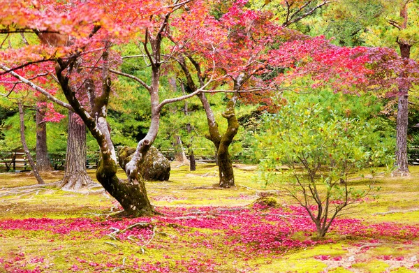 Kyoto, Japonya'da Herbststimmung