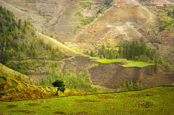 Terasy Longsheng Rice Číně — Stock fotografie