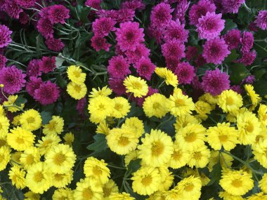 Bahçe arka planda renkli çiçekler