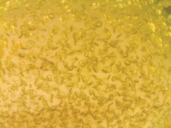 Абстрактний Фон Рідких Повітряних Бульбашках — стокове фото