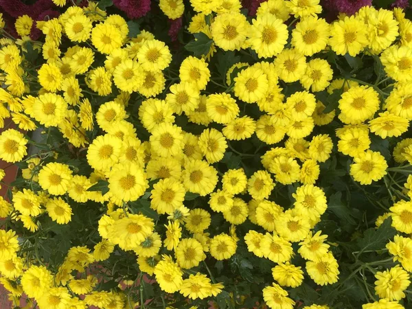 Bahçe Arka Planda Renkli Çiçekler — Stok fotoğraf