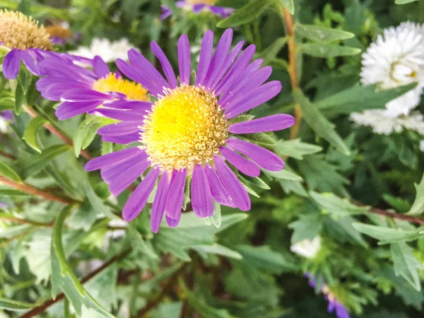 Bahçe Arka Planda Renkli Çiçekler — Stok fotoğraf