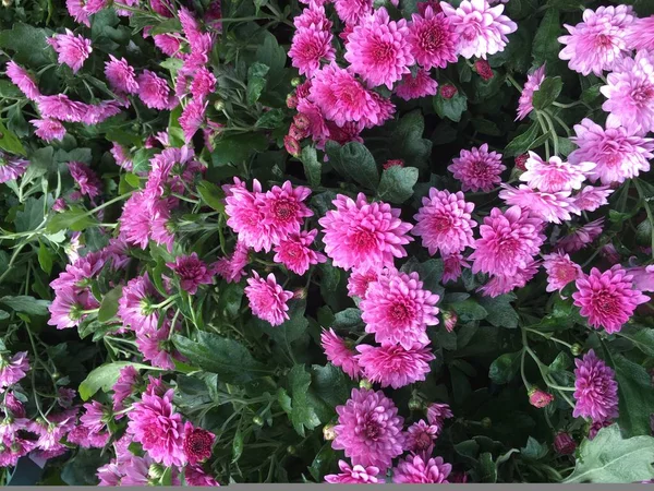 Flores Coloridas Fundo Jardim — Fotografia de Stock