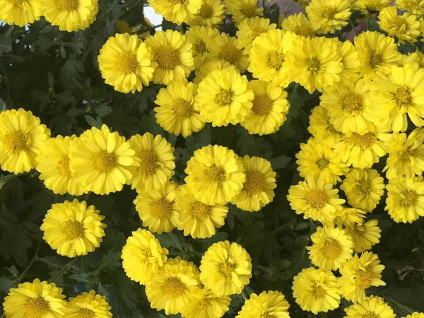 Bahçe Arka Planda Renkli Çiçekler — Stok fotoğraf