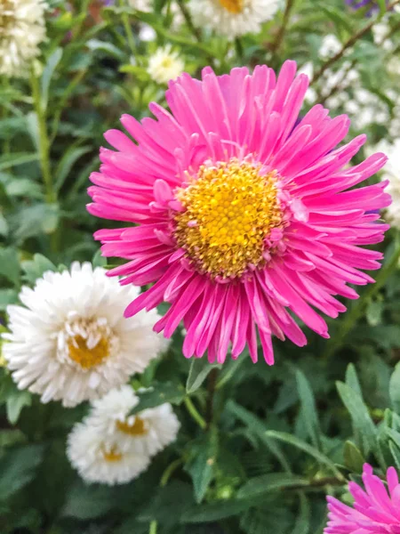 Kleurrijke Bloemen Tuin Achtergrond — Stockfoto
