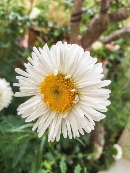 Flores Coloridas Fundo Jardim — Fotografia de Stock