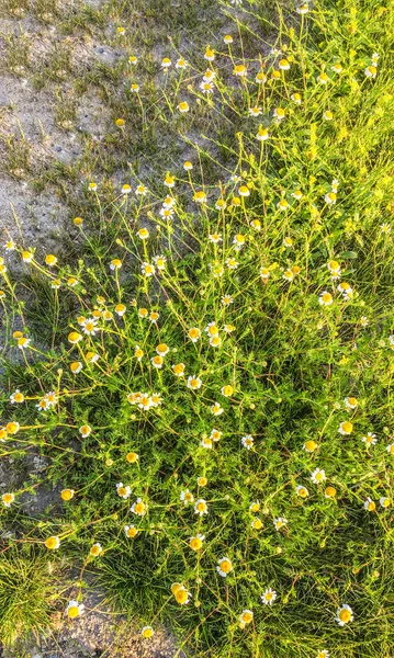 Fleurs Colorées Dans Fond Jardin — Photo