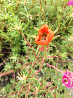 Bahçe arka planda renkli çiçekler