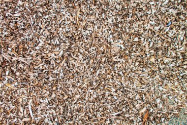 Kahverengi yosun doku arka plan olarak