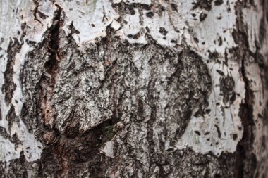 arka plan olarak doğal ahşap dokulu yüzey