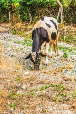İnekler çim arka plan desen