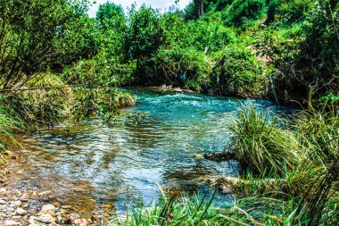 nehir akarsu ve yeşil ağaçlar 