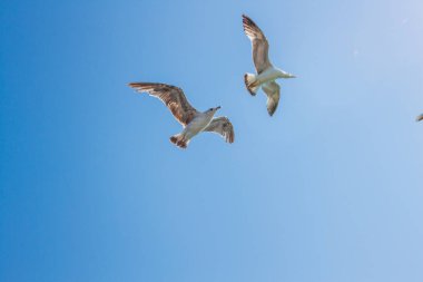 mavi gökyüzü arka plan üzerinde uçan martılar 
