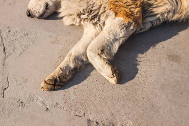 sevimli köpek şehir sokak uyku