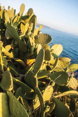 arka plan olarak kaktüsler yakın çekim 