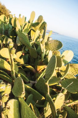 arka plan olarak kaktüsler yakın çekim 