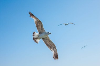 mavi gökyüzü arka plan üzerinde uçan martılar 