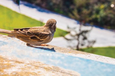 serçe arka plan desenini yakın çekim