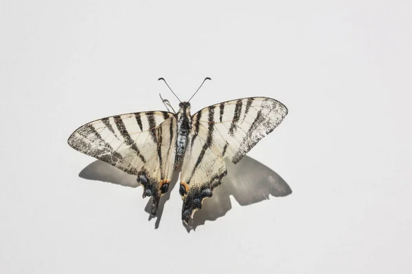 Top View Πεταλούδα Λευκό Φόντο — Φωτογραφία Αρχείου