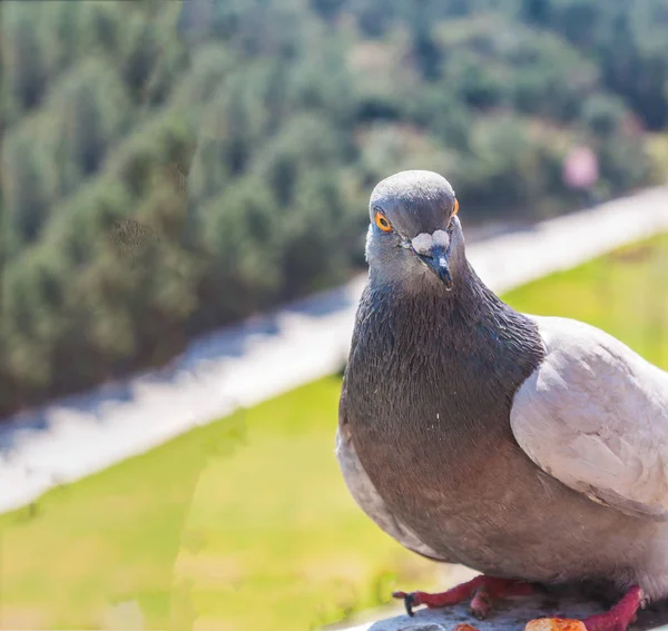 Güvercin Balkonda Açık Havada Yakın Çekim — Stok fotoğraf