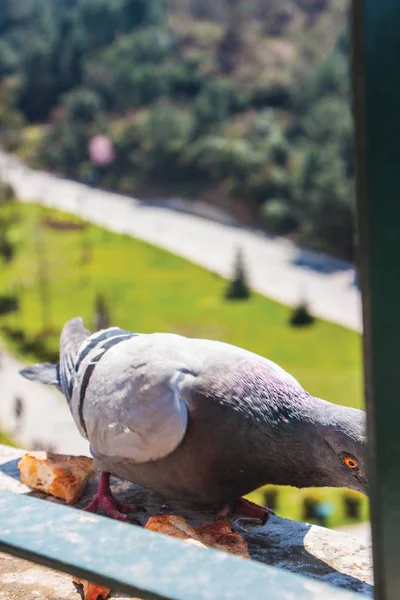 Gros Plan Pigeon Sur Balcon Extérieur — Photo