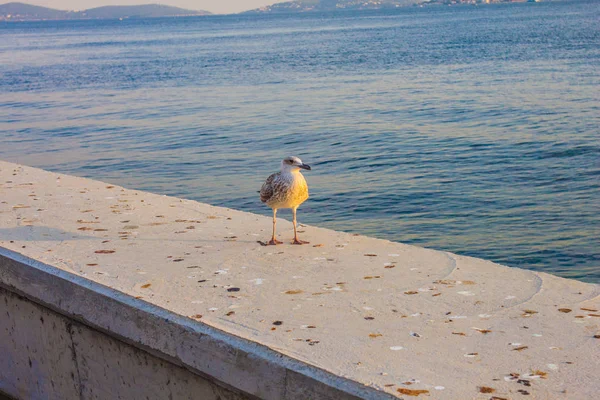 Burung Camar Tepi Laut Pada Siang Hari — Stok Foto
