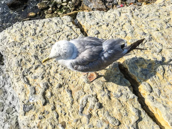 Gaviota Orilla Del Mar Durante Día — Foto de Stock