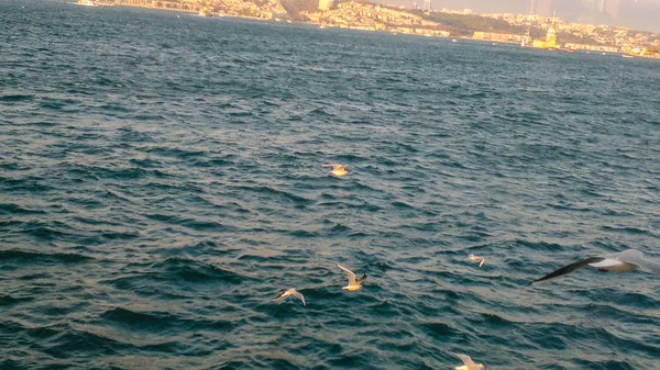 Seagulls Latania Nad Morze Ciągu Dnia — Zdjęcie stockowe