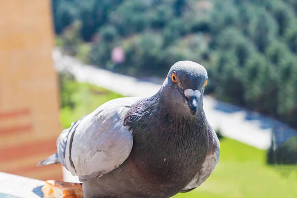 Close Pigeon Balcony Outdoors — Stock Photo, Image