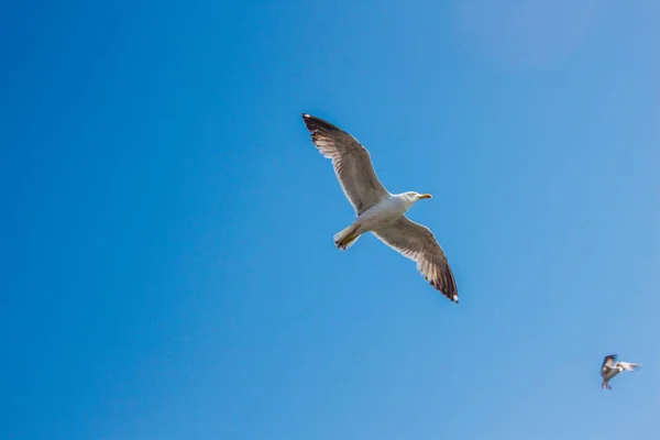 Flying Seagulls Blue Sky Background — Stock Photo, Image