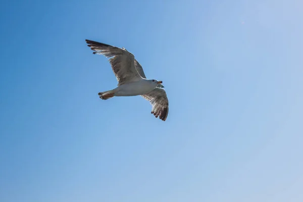 Letící Racek Pozadí Modré Oblohy — Stock fotografie