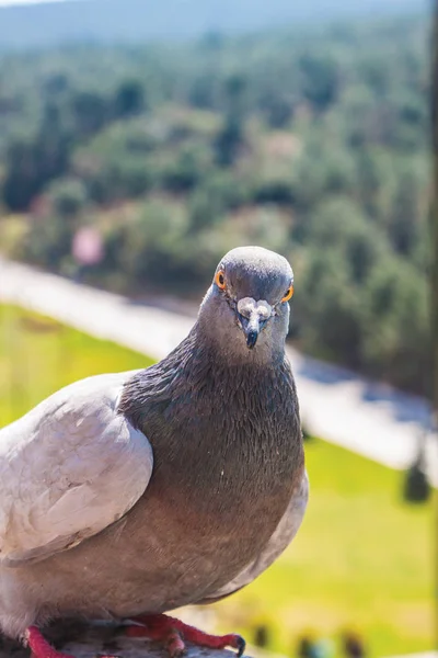 Close Pigeon Balcony Outdoors — Stock Photo, Image