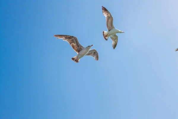 Gaivotas Voadoras Fundo Azul Céu — Fotografia de Stock