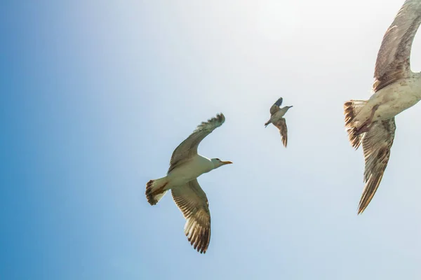 Flying Seagulls Blue Sky Background — Stock Photo, Image