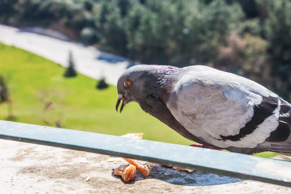 Gros Plan Pigeon Sur Balcon Extérieur — Photo